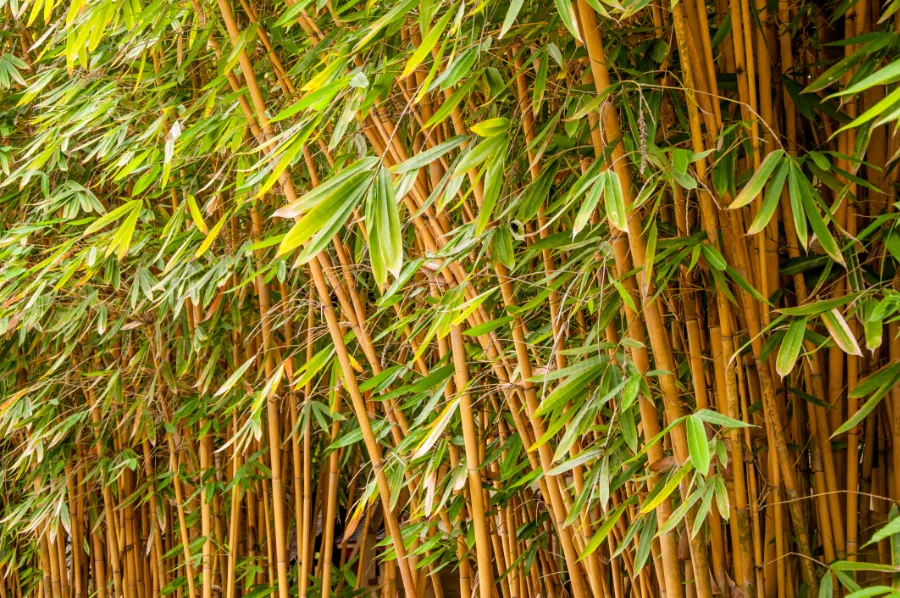 is bamboe duurzaam