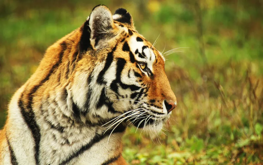 bedreigde diersoort tijger