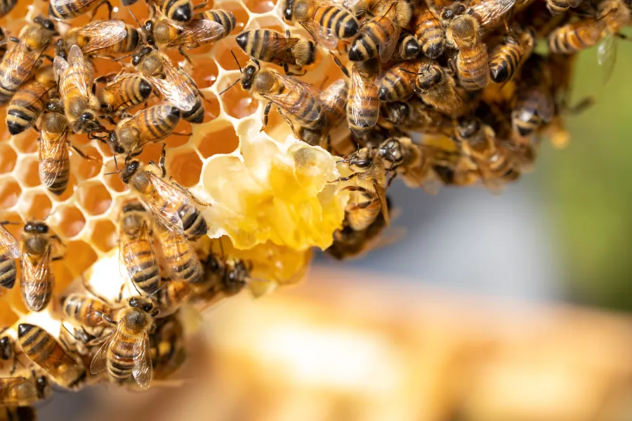 bedreigde diersoort bijen