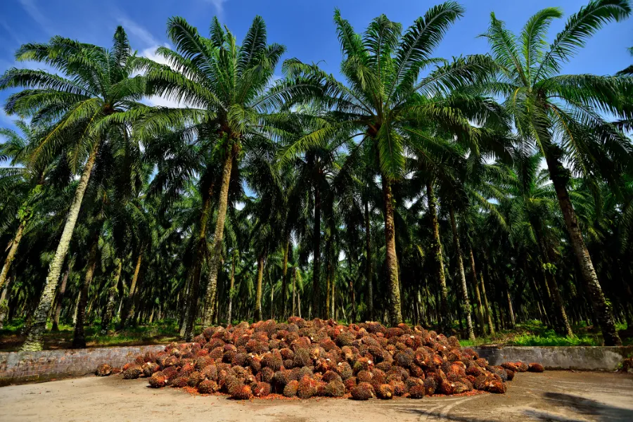 is palmolie duurzaam