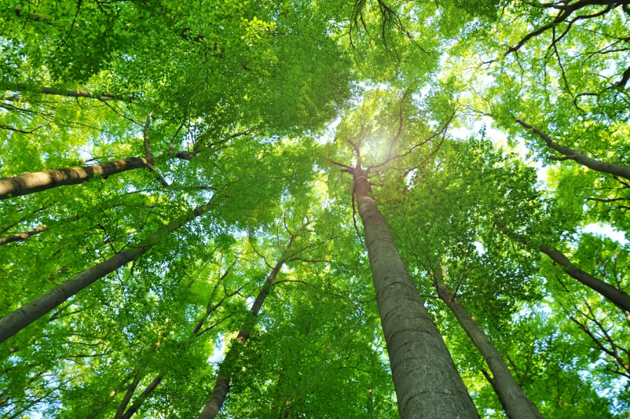ontbossing bomen de rol van bossen duurzaam hout