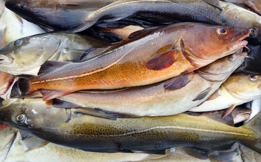 welke vis is duurzaam kabeljauw vissen