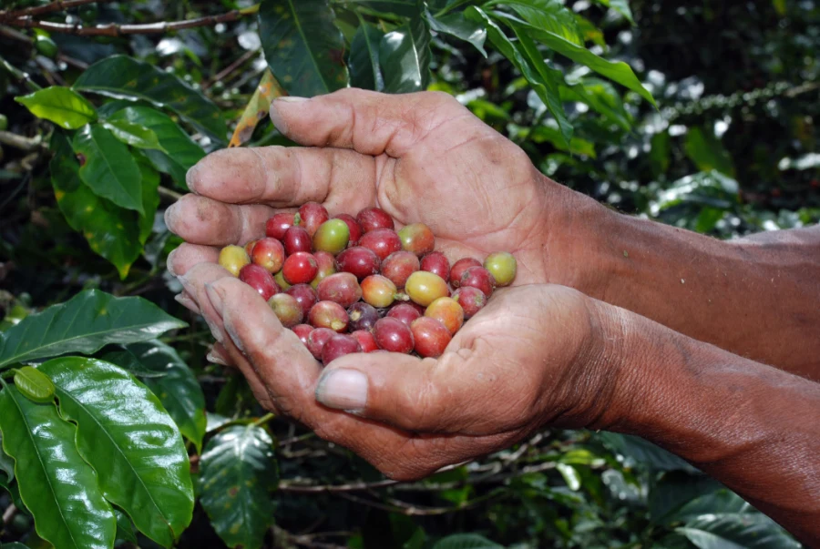 Fairtrade koffie